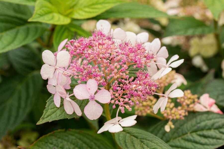 Hydrangea serrata 'Bluebird' arbuste 60-80 cm