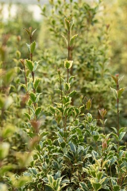 Houx panaché Ilex aquifolium 'Argentea Marginata' arbuste Ilex aquifolium 'Argentea Marginata'