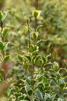 Houx panaché Ilex aquifolium 'Argentea Marginata' arbuste Ilex aquifolium 'Argentea Marginata'