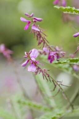 Indigotier Indigofera heterantha arbuste Indigofera heterantha arbuste