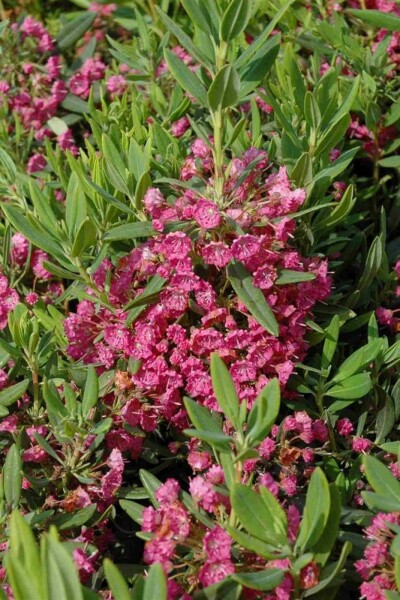 Laurier des montagnes Kalmia latifolia arbuste Kalmia latifolia arbuste