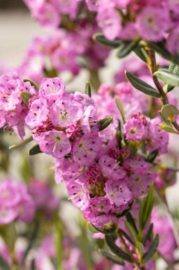 Kalmie à feuilles étroites Kalmia polifolia arbuste Kalmia polifolia arbuste