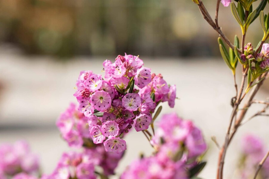 Kalmie à feuilles étroites Kalmia polifolia arbuste Kalmia polifolia arbuste