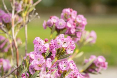 Kalmie à feuilles étroites Kalmia polifolia arbuste Kalmia polifolia arbuste