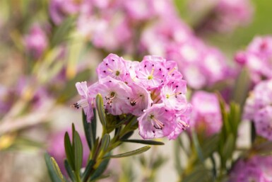 Kalmie à feuilles étroites Kalmia polifolia arbuste Kalmia polifolia arbuste