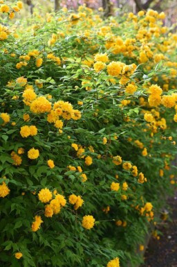Corète du japon Kerria japonica arbuste Kerria japonica arbuste
