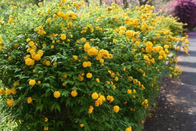 Corète du japon Kerria japonica arbuste Kerria japonica arbuste