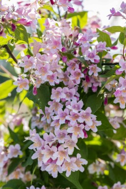 Buisson de beauté Kolkwitzia amabilis arbuste Kolkwitzia amabilis