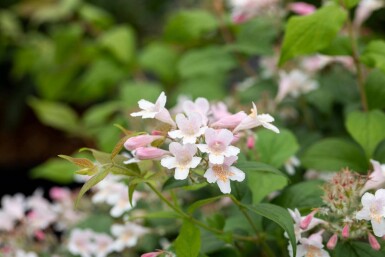 Buisson de beauté Kolkwitzia amabilis arbuste Kolkwitzia amabilis