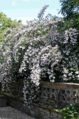 Buisson de beauté Kolkwitzia amabilis arbuste 50-60 C7,5 Kolkwitzia amabilis arbuste 50-60 cm