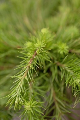 Mélèze du japon Larix kaempferi arbuste Larix kaempferi