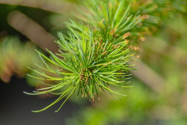 Mélèze du japon Larix kaempferi arbuste Larix kaempferi