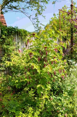 Arbre aux faisans Leycesteria formosa arbuste Leycesteria formosa arbuste