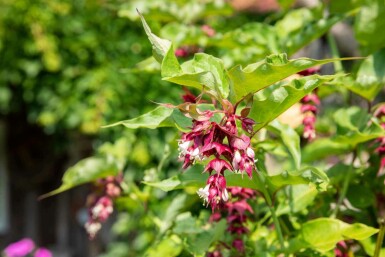 Arbre aux faisans Leycesteria formosa arbuste Leycesteria formosa arbuste