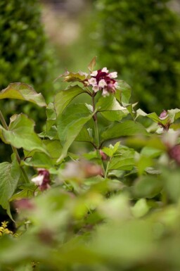 Arbre aux faisans Leycesteria formosa 'Purple Rain' arbuste Leycesteria formosa 'Purple Rain' arbuste