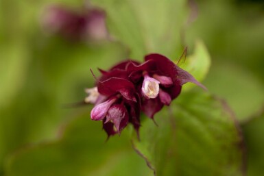 Arbre aux faisans Leycesteria formosa 'Purple Rain' arbuste Leycesteria formosa 'Purple Rain' arbuste