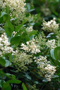 Troène du japon Ligustrum japonicum arbuste Ligustrum japonicum arbuste