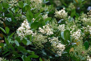 Troène du japon Ligustrum japonicum arbuste Ligustrum japonicum arbuste