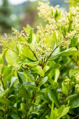 Troène du japon Ligustrum japonicum 'Texanum' arbuste Ligustrum japonicum 'Texanum' arbuste