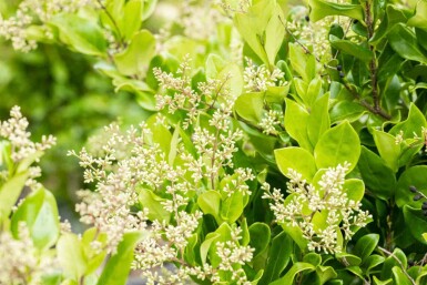 Troène du japon Ligustrum japonicum 'Texanum' arbuste Ligustrum japonicum 'Texanum' arbuste