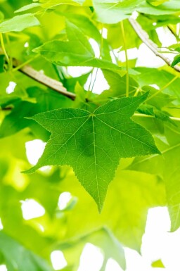 Liquidambar Liquidambar styraciflua arbuste Liquidambar styraciflua arbuste