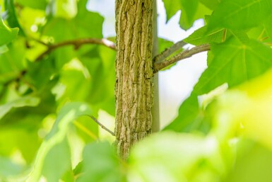 Liquidambar Liquidambar styraciflua arbuste Liquidambar styraciflua arbuste