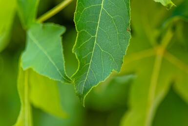 Liquidambar Liquidambar styraciflua 'Gum Ball' arbuste Liquidambar styraciflua 'Gum Ball' arbuste