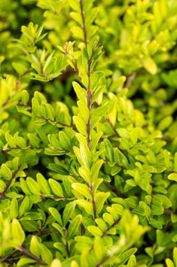 Chèvrefeuille de chine Lonicera pileata arbuste Lonicera pileata arbuste
