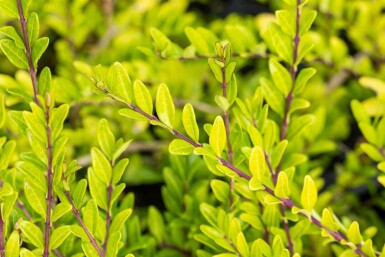 Chèvrefeuille de chine Lonicera pileata arbuste Lonicera pileata arbuste