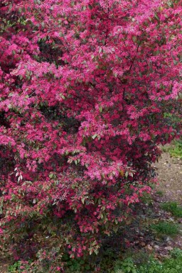 Loropétale de chine Loropetalum chinense arbuste Loropetalum chinense
