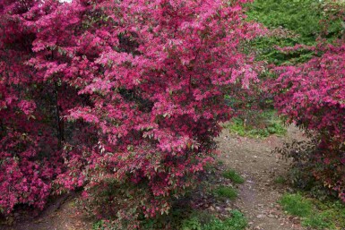 Loropétale de chine Loropetalum chinense arbuste Loropetalum chinense