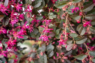 Loropétale de chine Loropetalum chinense 'Black Pearl' arbuste Loropetalum chinense 'Black Pearl' arbuste