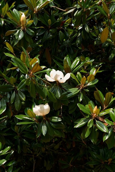 Magnolia grandiflora arbuste 80-100 cm