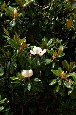 Magnolia Magnolia grandiflora arbuste Magnolia grandiflora arbuste