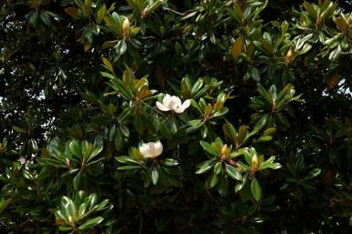 Magnolia Magnolia grandiflora arbuste Magnolia grandiflora arbuste