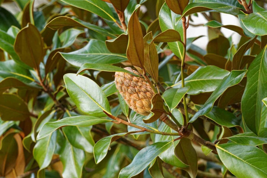 Magnolia à grandes fleurs Magnolia grandiflora 'Goliath' arbuste Magnolia grandiflora 'Goliath' arbuste