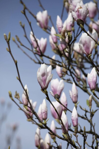 Magnolia 'Heaven Scent' arbuste 125-150 cm