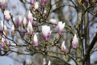 Magnolier Magnolia 'Heaven Scent' arbuste Magnolia 'Heaven Scent' arbuste