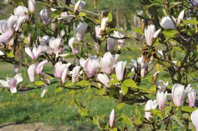Magnolia 'Heaven Scent' arbuste 125-150 cm