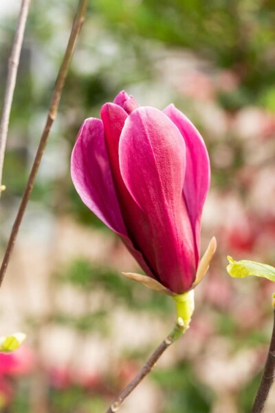 Magnolia liliiflora 'Nigra' arbuste 125-150 cm