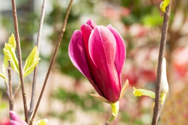 Magnolia pourpre Magnolia liliiflora 'Nigra' arbuste Magnolia liliiflora 'Nigra' arbuste