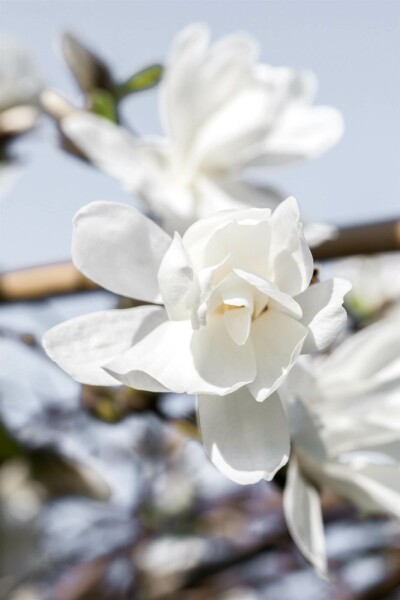 Magnolia loebneri 'Merrill' arbuste 125-150 cm