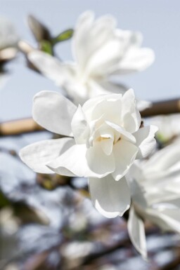 Magnolia merrill Magnolia loebneri 'Merrill' arbuste Magnolia loebneri 'Merrill' arbuste