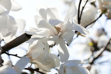 Magnolia merrill Magnolia loebneri 'Merrill' arbuste Magnolia loebneri 'Merrill' arbuste