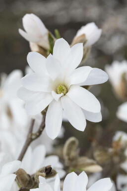Magnolia étoilé Magnolia stellata 'Royal Star' arbuste Magnolia stellata 'Royal Star' arbuste