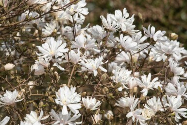 Magnolia étoilé Magnolia stellata 'Royal Star' arbuste Magnolia stellata 'Royal Star' arbuste