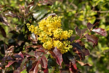 Mahonia à feuilles de houx Mahonia aquifolium arbuste Mahonia aquifolium arbuste