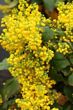Mahonia à feuilles de houx Mahonia aquifolium 'Apollo' arbuste Mahonia aquifolium 'Apollo' arbuste