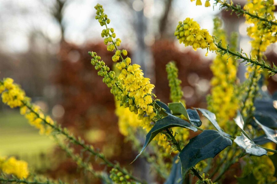 Mahonia à feuilles de houx Mahonia bealei arbuste Mahonia bealei arbuste
