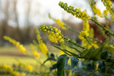 Mahonia à feuilles de houx Mahonia bealei arbuste Mahonia bealei arbuste